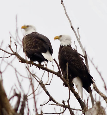 Eagles at Squaw Creek