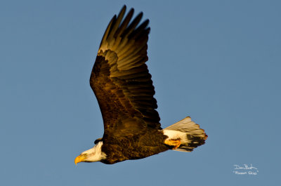 Eagle at Squaw Creek