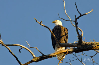 Eagle at Squaw Creek