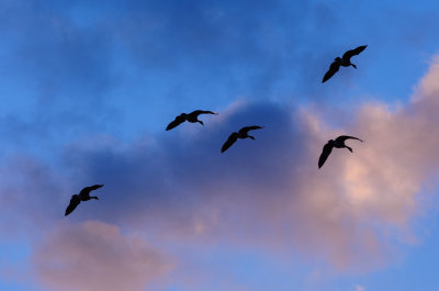 Geese