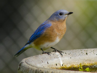 Missouri Bluebird