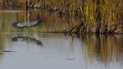 Great Blue Heron Landing