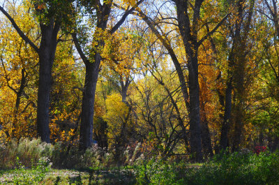 Fall at Squaw Creek