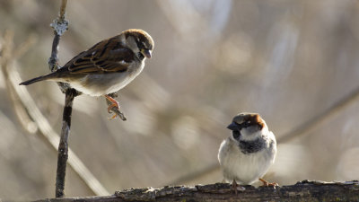 Resident Sparrows