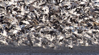 Squaw Creek Snow Geese Migration