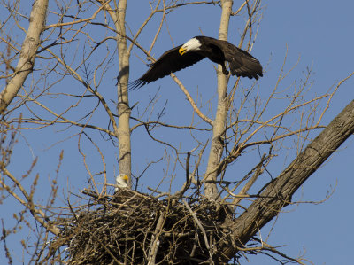 Eagle and Nest