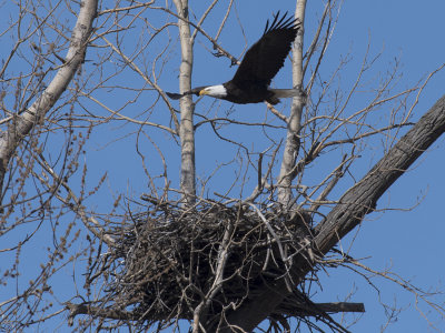 Eagle Takes Flight Above Nest