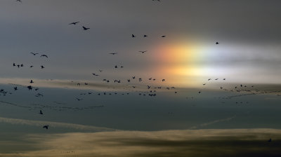 Snow Geese with Sundog