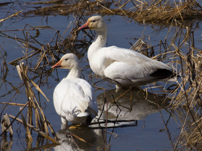 Snow Goose