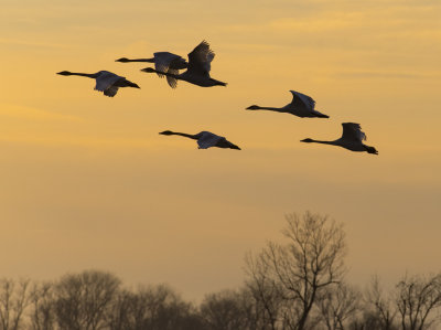 Swan Formation