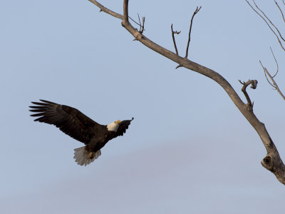 Eagle Approach