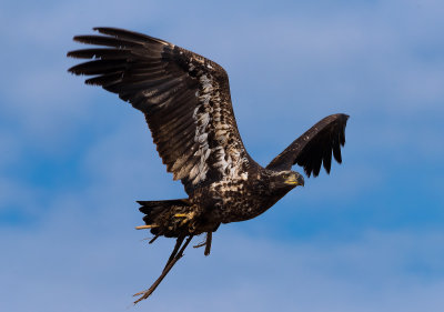 Loess Bluff Eagle