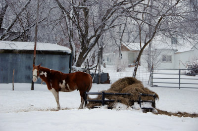 Horse in Winter