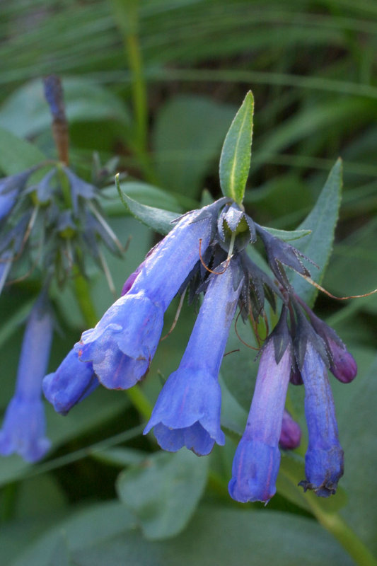 Mertensia longiflora