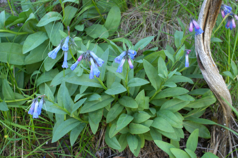 Mertensia longiflora