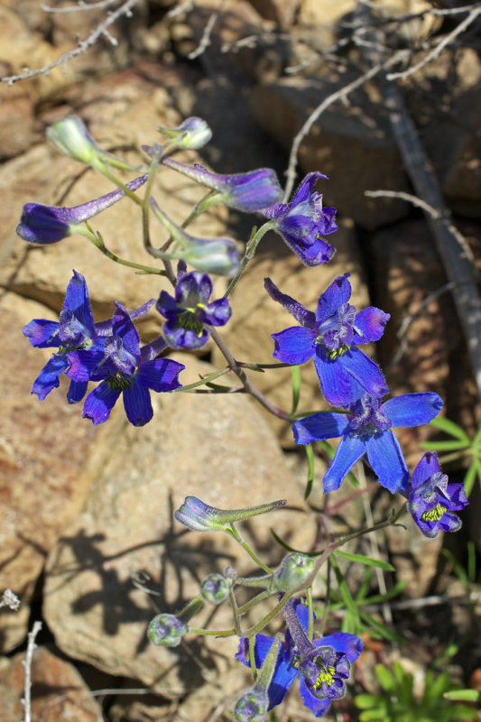 Delphinium nuttallianum