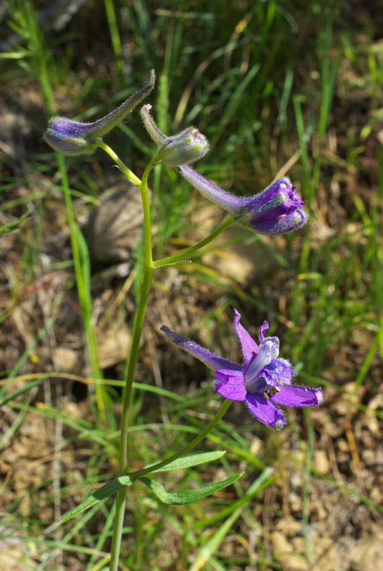 Delphinium nuttallianum