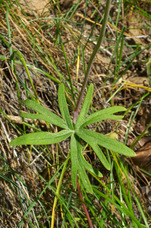 Delphinium nuttallianum