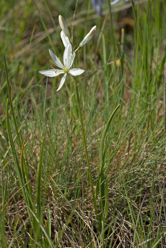 Camassia quamash var. azurea