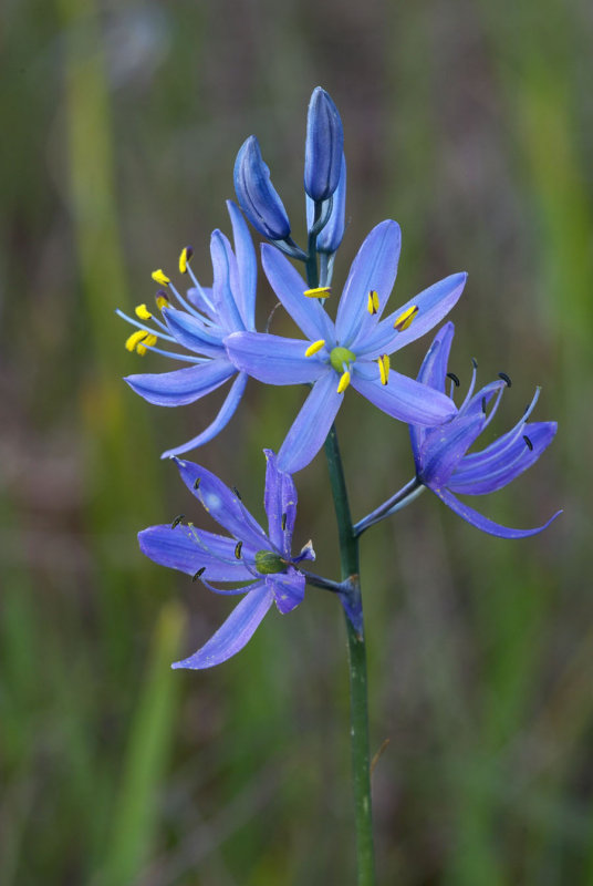 Camassia quamash var. azurea