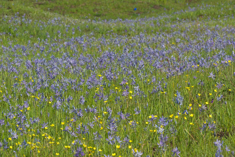 Camassia quamash var. azurea