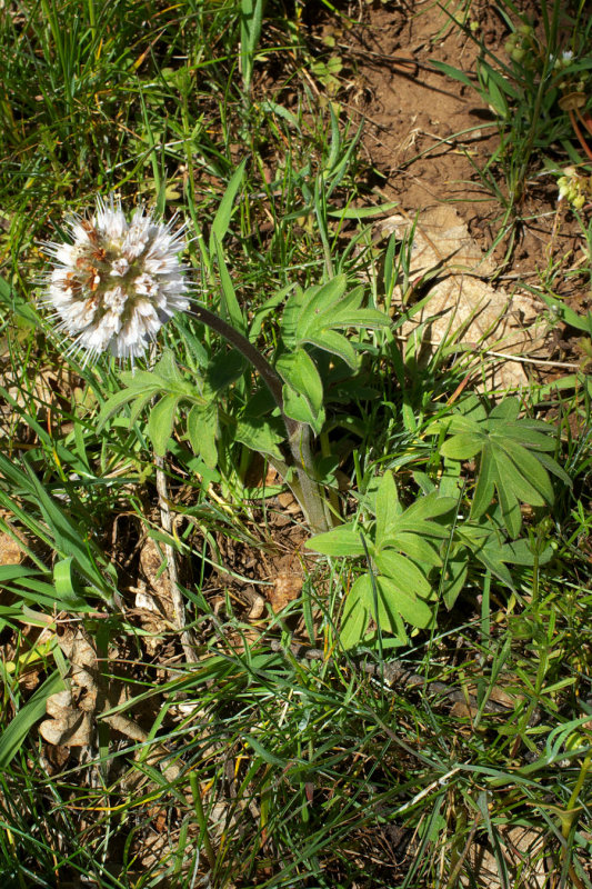 Hydrophyllum capitatum var. thompsonii