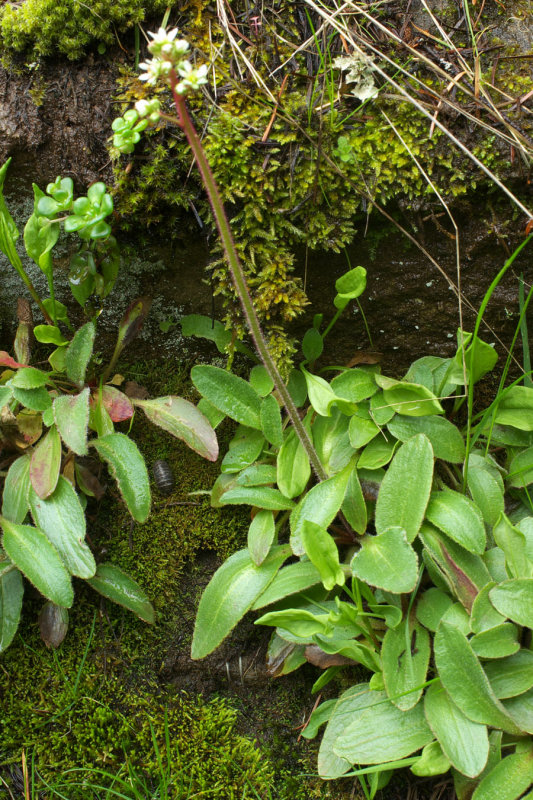 Micranthes integrifolia