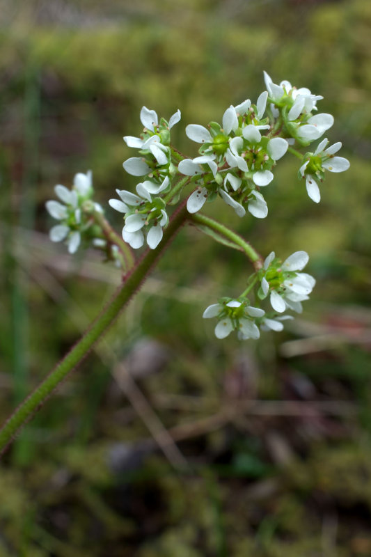 Micranthes integrifolia