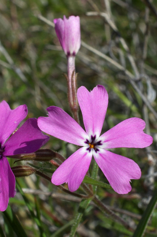 Phlox speciosa