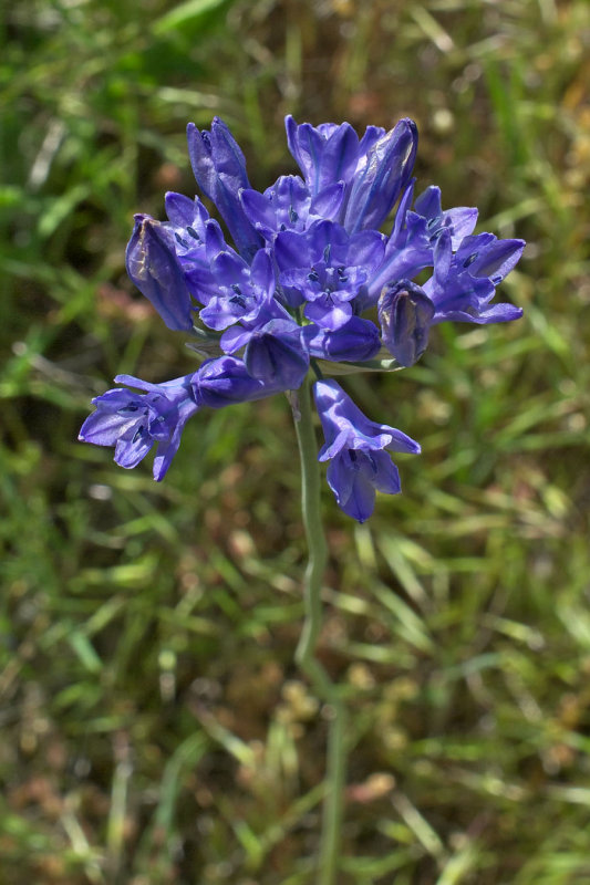 Triteleia grandiflora