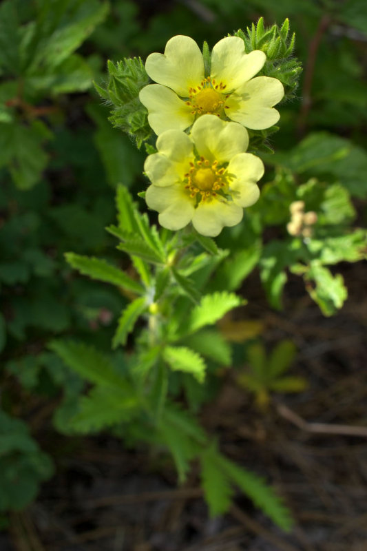 Potentilla recta