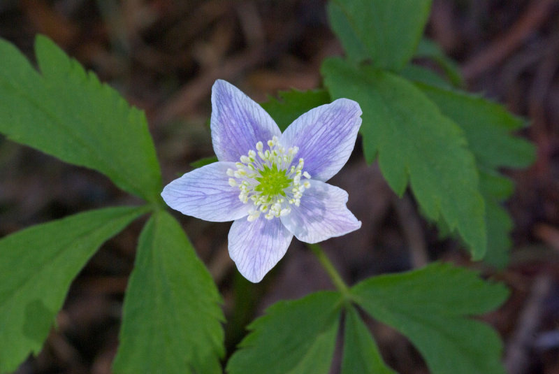 Anemone piperi