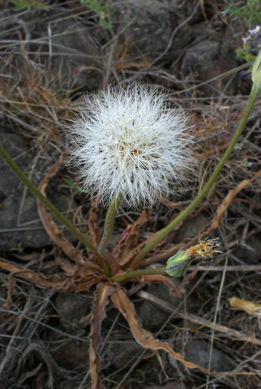 Agoseris retrosa