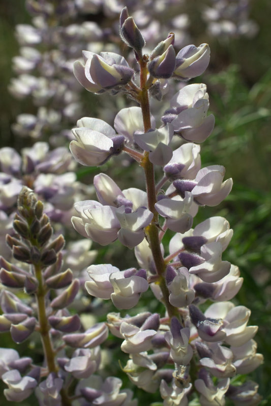 Lupinus sulphureus