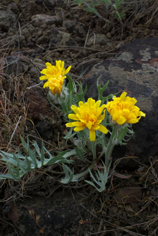 Crepis modocenis