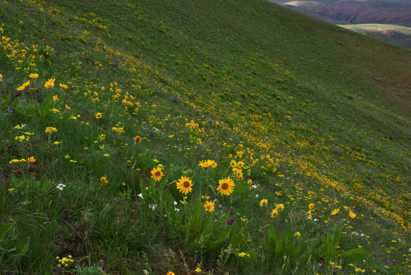 Standard Shrub-steppe (western edge)