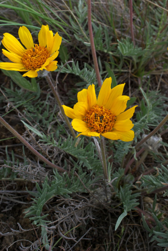 Balsamorhiza hookeri