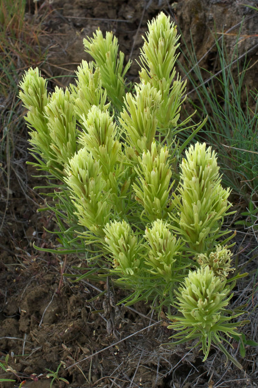 Castilleja thompsonii