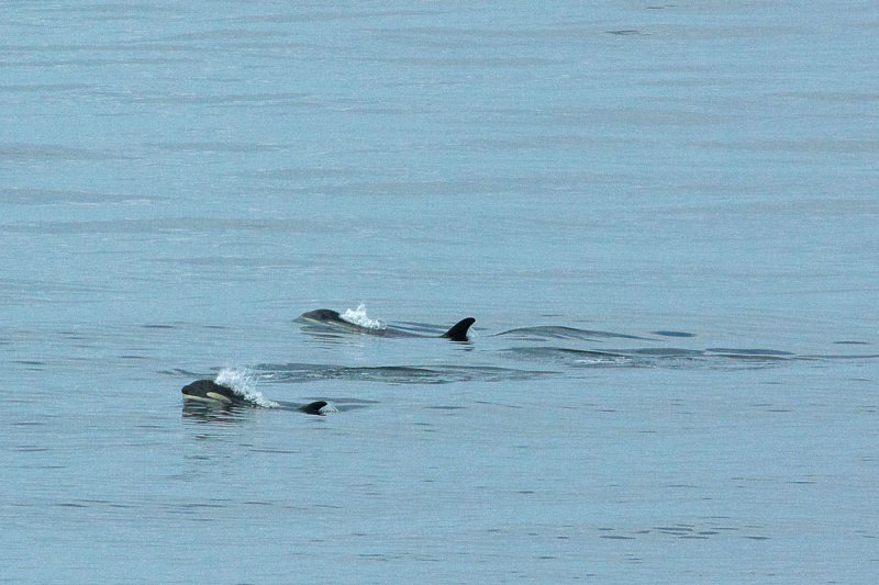 Orcinus orca
