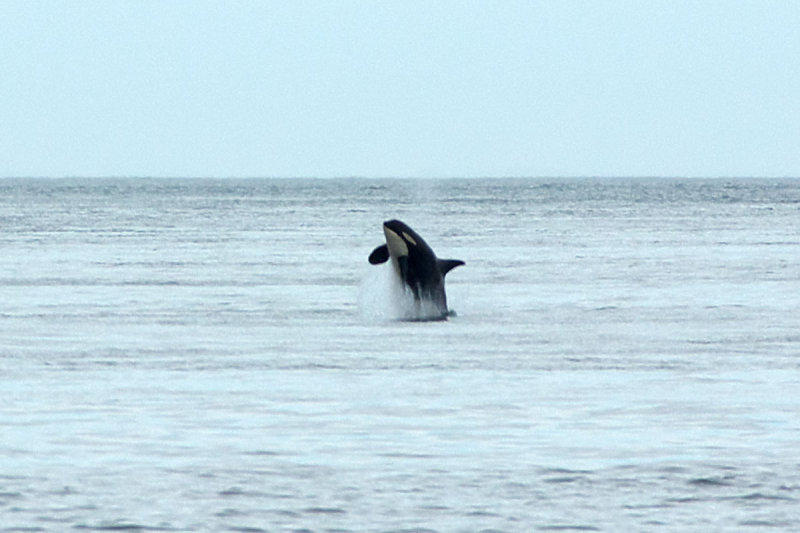 Orcinus orca