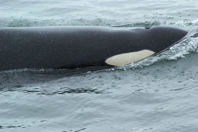 Orcinus orca