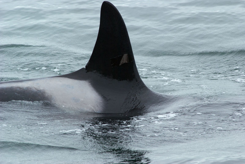 Orcinus orca