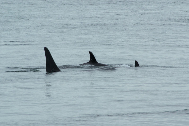 Orcinus orca