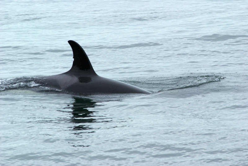 Orcinus orca