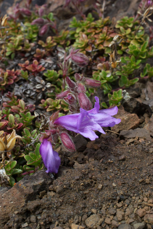 Penstemon davidsonii var. menziesii