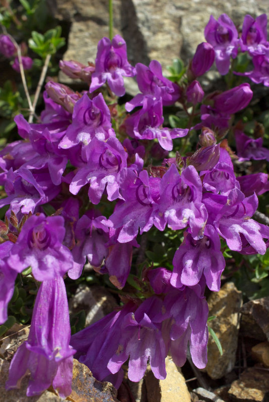 Penstemon davidsonii var. menziesii