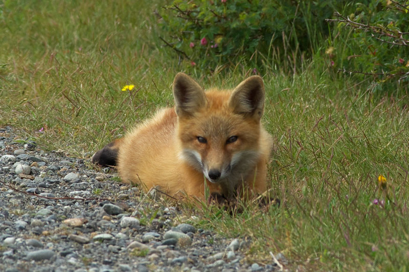 Vulpes vulpes