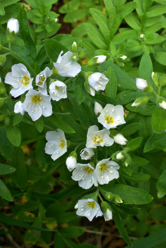 Polemonium pulcherrimum var. pilosum