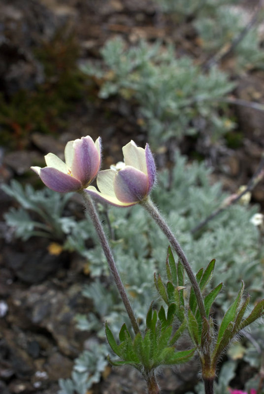 Anemone multifida