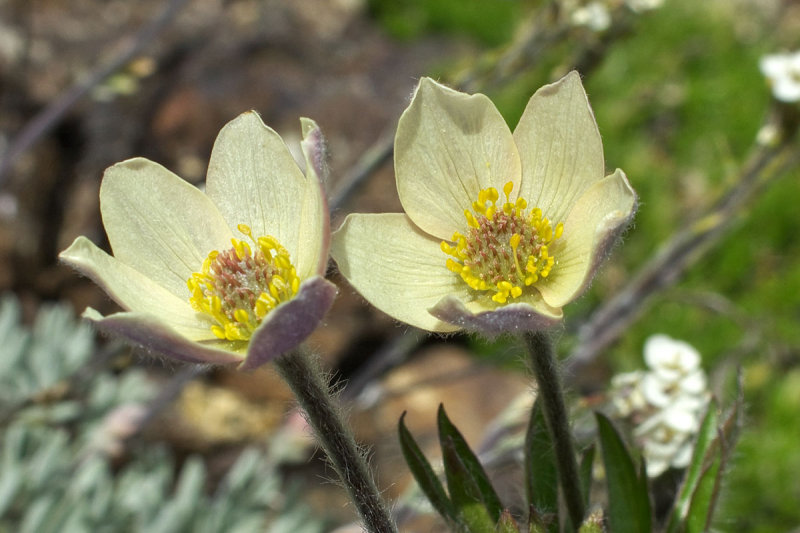 Anemone multifida